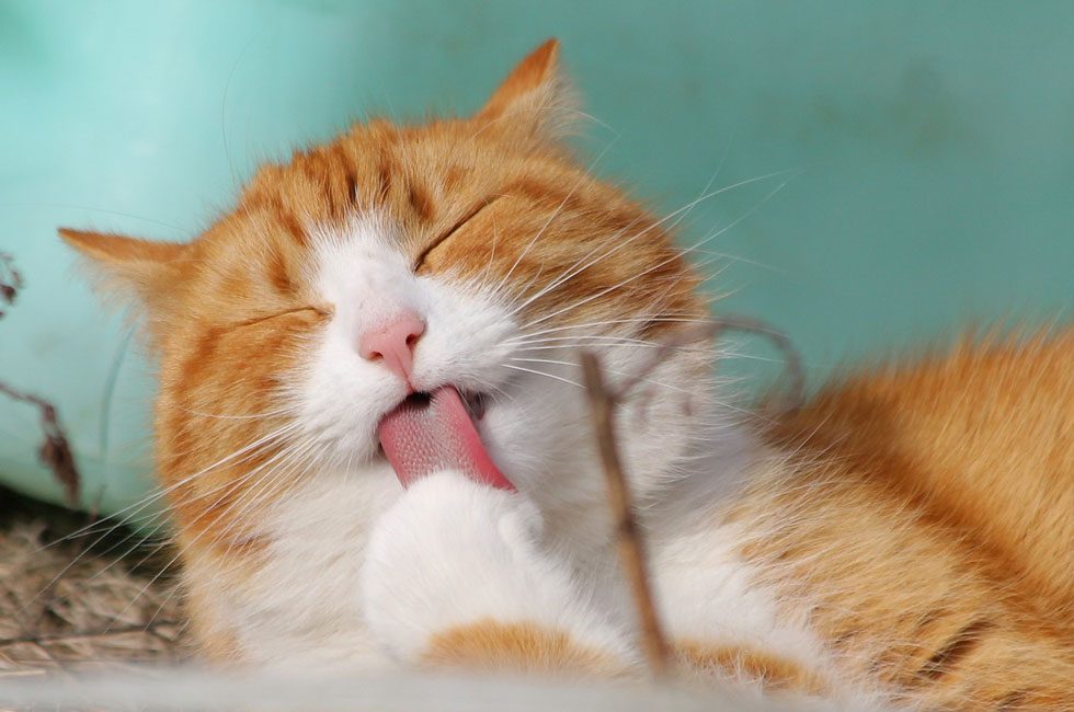 Unveiling the Spiritual Secrets of Cats: Guardians of Home