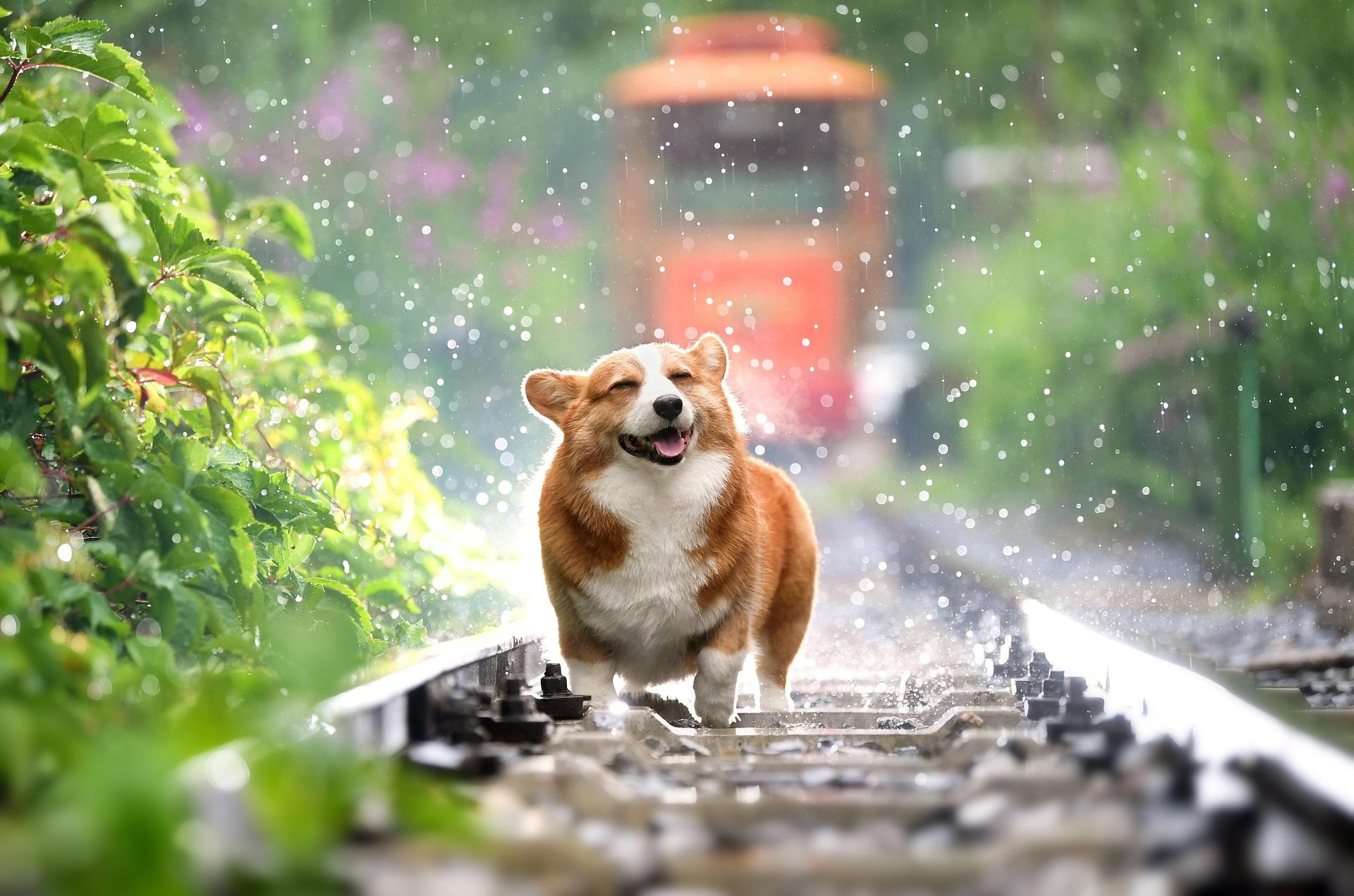 A happy Corgi standing on green grass, showcasing its playful nature and friendly demeanor.